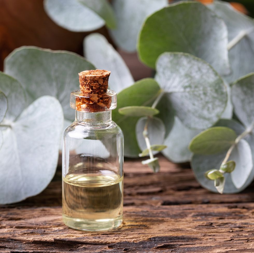 Eucalyptus Relief